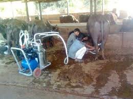 Buffalo Milking Machine